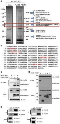 PRMT5 Associates With the FOXP3 Homomer and When Disabled Enhances Targeted p185erbB2/neu Tumor Immunotherapy